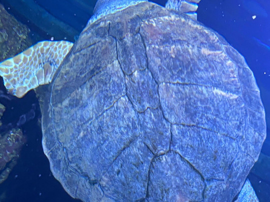 AQWA The Aquarium Of Western Australia-拉瑞斯必去景点