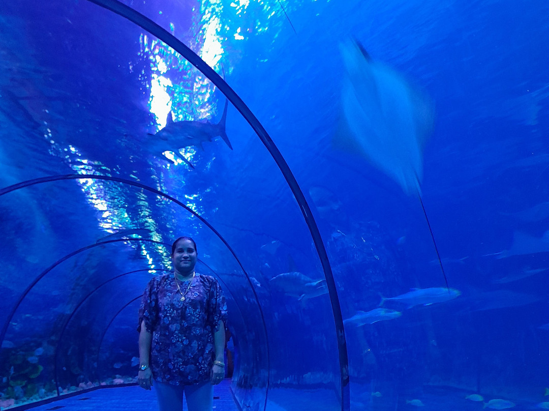 The National Aquarium Abu Dhabi-阿布扎比必去景点