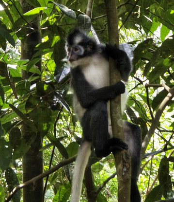 Explore Sumatra Wonder-武吉拉旺必去景点