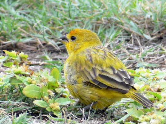 Hawaii Bird Tours-瓦胡岛必去景点