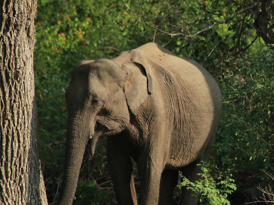 Roshan Safari-蒂瑟默哈拉默必去景点