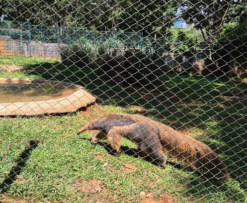 Jardim Zoológico De Brasília-巴西利亚必去景点
