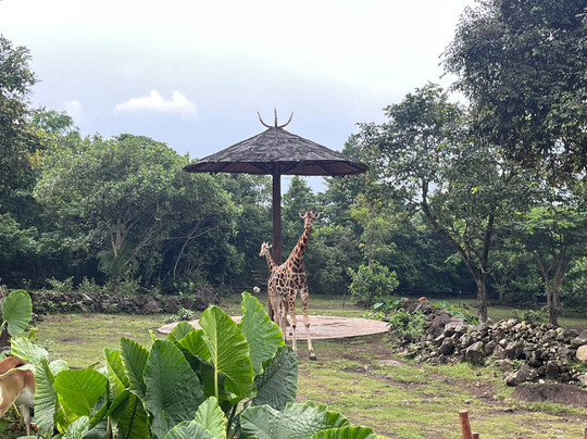 Baobab Safari Resort主图
