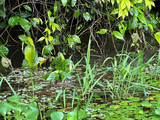 Costa Rica Roots Tours-托图杰多必去景点