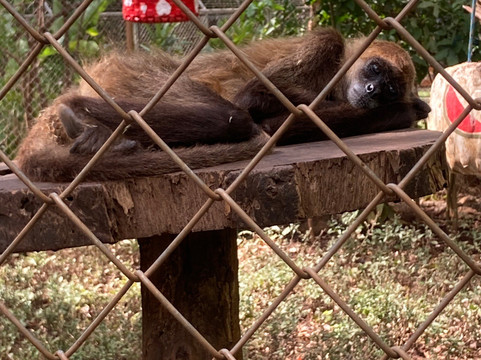Congo Canopy Tours-Artola必去景点