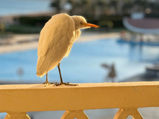 萨尔哈什古宫度假酒店主图