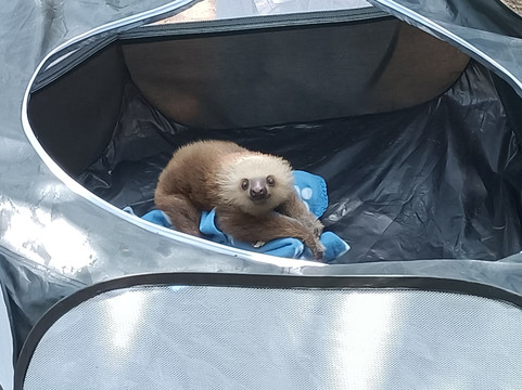 Costa Rica Animal Rescue Center-Turrucares必去景点