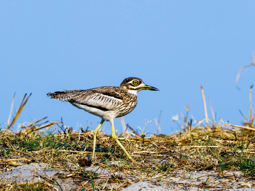 Kenya Wild Parks-内罗毕必去景点