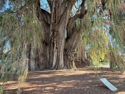 Tule Tree-Santa Maria del Tule必去景点