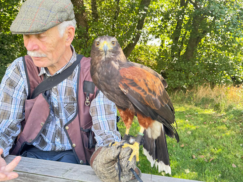 North Devon Hawk Walks-South Molton必去景点