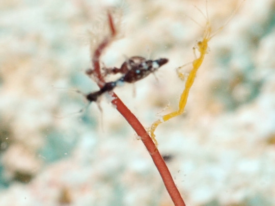 Coco Grove Dive Shop-Tubod必去景点