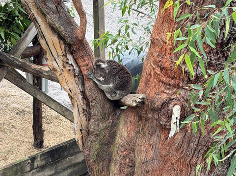 Port Stephens Koala Sanctuary-One Mile必去景点