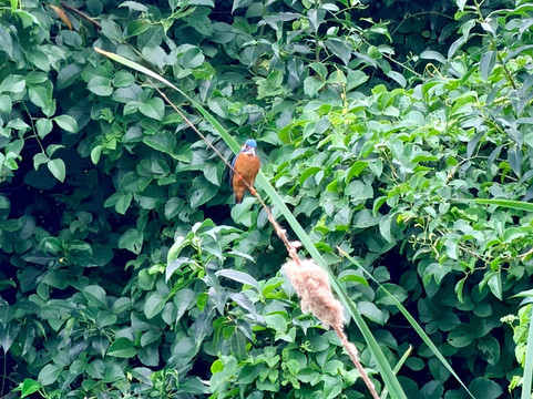 Kayak journey-Rekawa必去景点