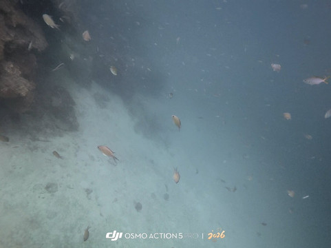 Leisure Dive Center-大皮皮岛必去景点