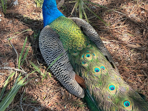 Weeki Wachee Springs State Park-Spring Hill必去景点