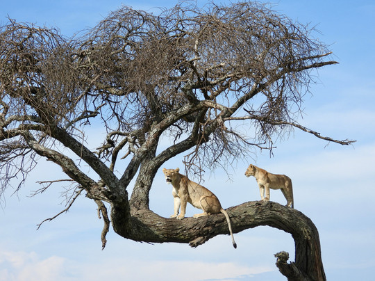 易捷旅游-一日游-阿鲁沙必去景点