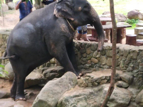 Samui Elephant Spa-苏梅岛必去景点
