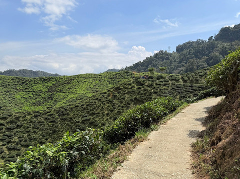 Cameron Valley Tea-丹那拉塔必去景点