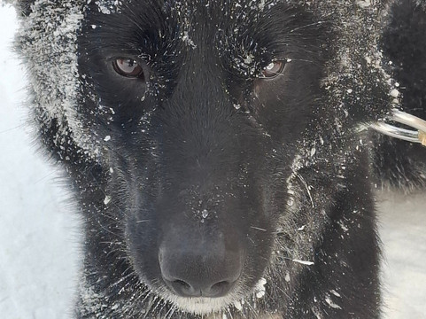 Aavasaksa Adventures-Ylitornio必去景点