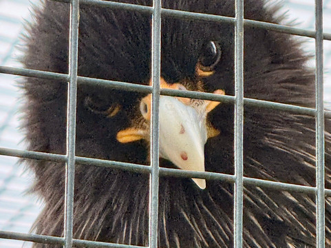 Suffolk Owl Sanctuary-Stonham Aspal必去景点