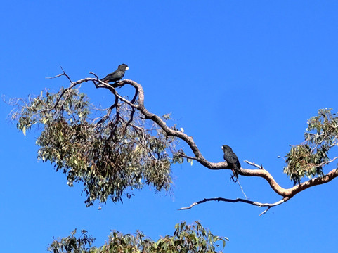 Henty Lodge Bed & Breakfast主图