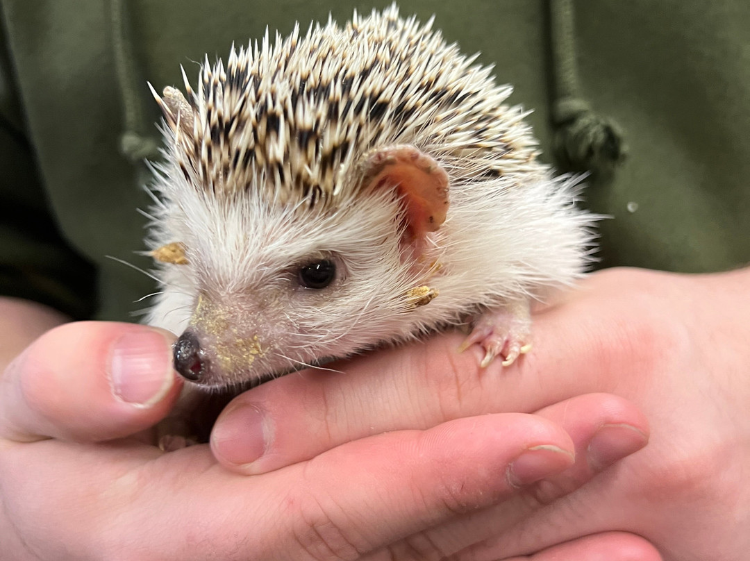 Animal Adventures Family Zoo & Rescue Center-Bolton必去景点