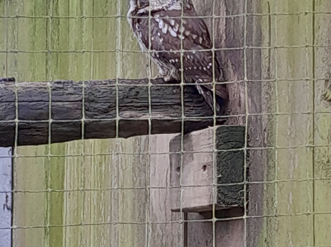 World of Owls-Randalstown必去景点