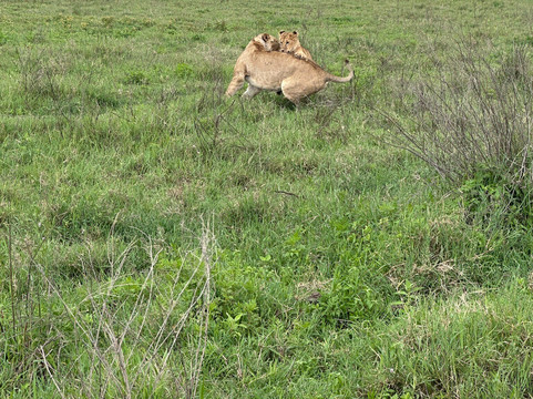 Safari Avventura-阿鲁沙必去景点