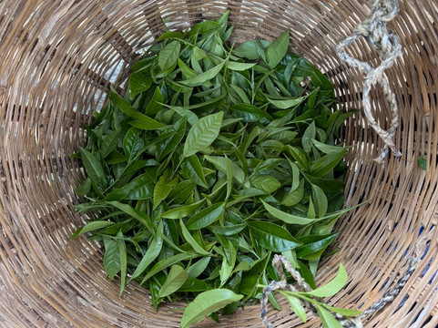 总督府酒店主图