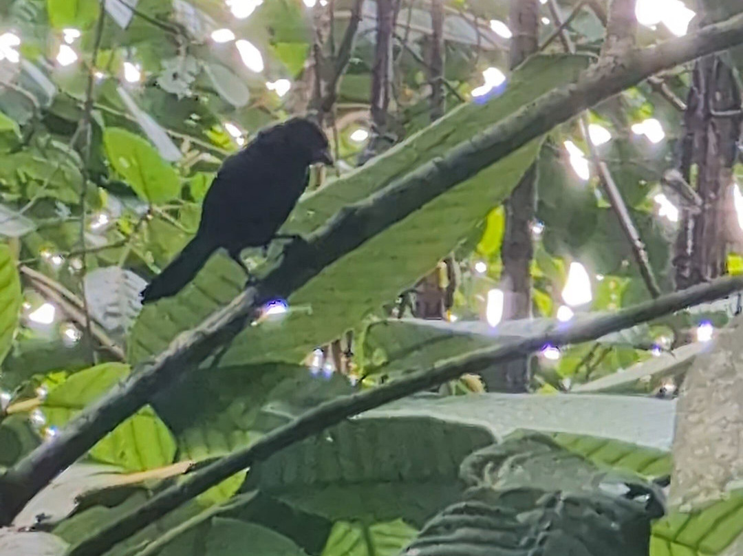 Unique Tours Tobago -Tours-斯卡伯勒必去景点