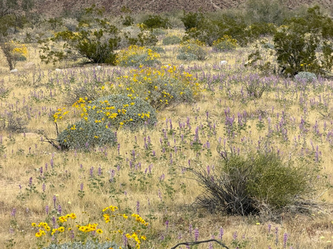 Joshua Tree National Park-约书亚树必去景点