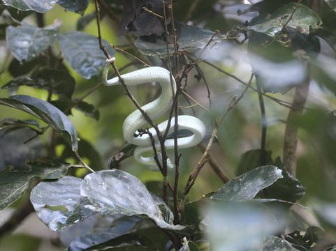 1StopBorneo Wildlife-斗湖必去景点