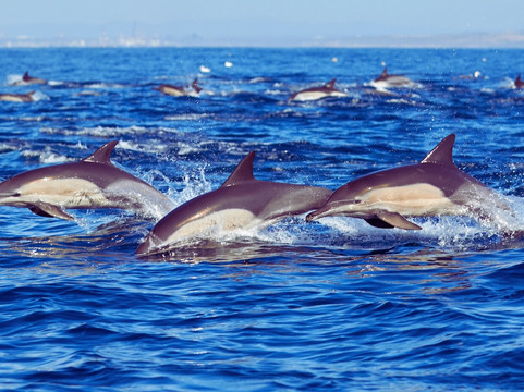 Dolphin ovina tours-罗威那海滩必去景点