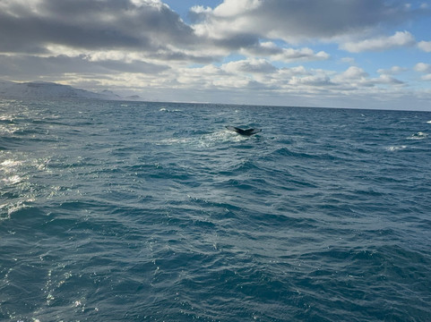 Laki Tours Whale Watching - Olafsvik-Olafsvik必去景点