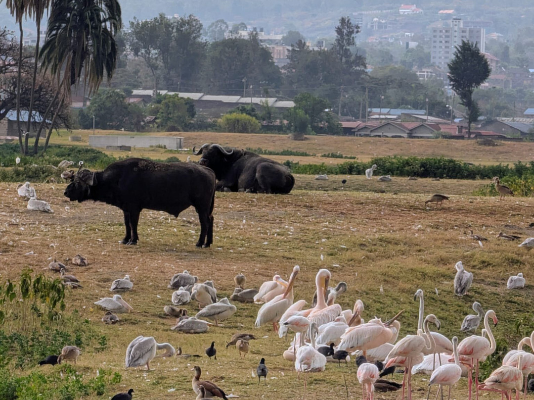 Destinations Kenya Safari-内罗毕必去景点