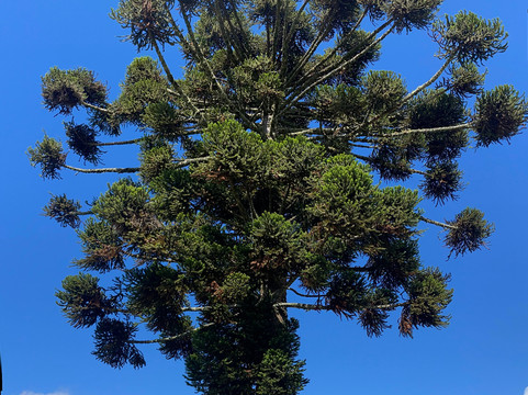 Epagri Experimental Station-Sao Joaquim必去景点