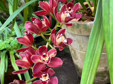 Botanischer Garten-德拉克鲁兹索尔港必去景点