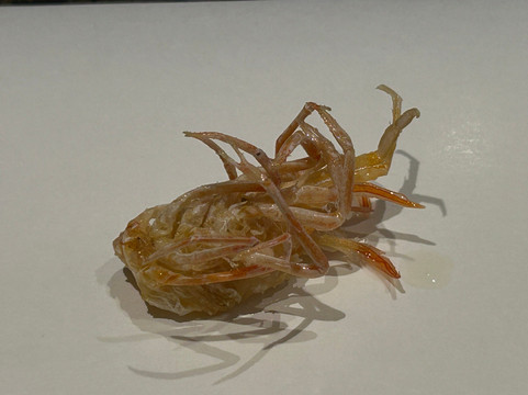 天ぷら 福たろう