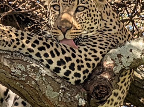 Safaris-R-Us-阿鲁沙必去景点