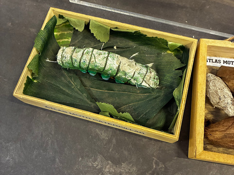 Butterfly Wonderland-斯科茨代尔必去景点