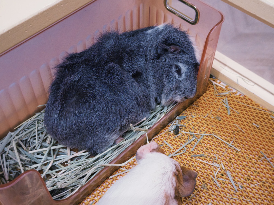 Harajuku Kawaii Land Kyun Kyun-涩谷区必去景点