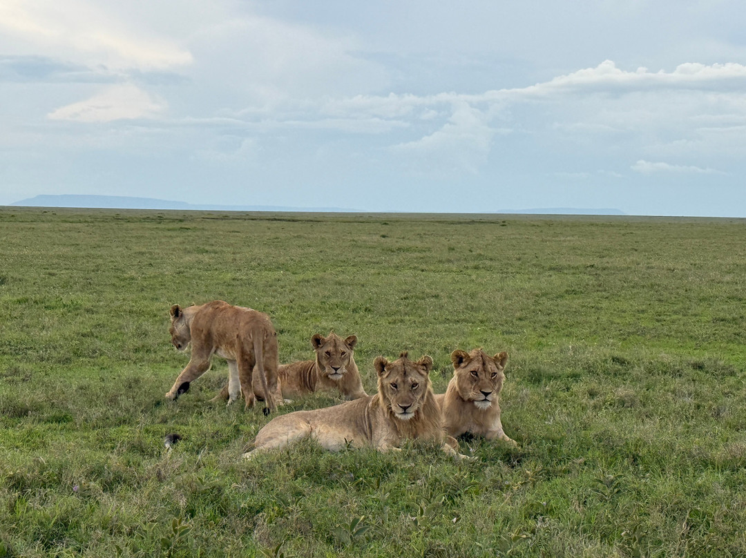 Utopia safaris-阿鲁沙必去景点