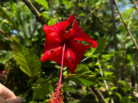 Finca Flora-Bocas del Toro必去景点