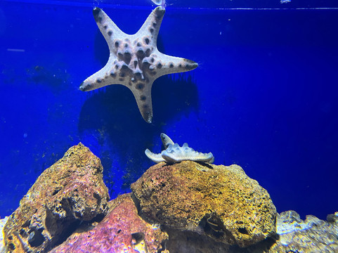 Aquarium de Vendée-Talmont Saint Hilaire必去景点