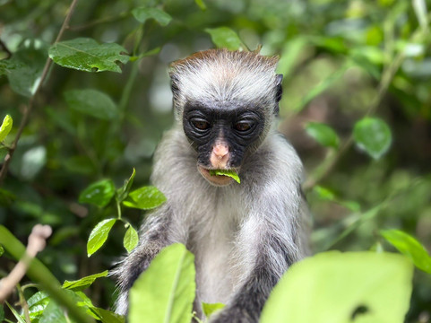 Gigi di Zanzibar-桑给巴尔岛必去景点