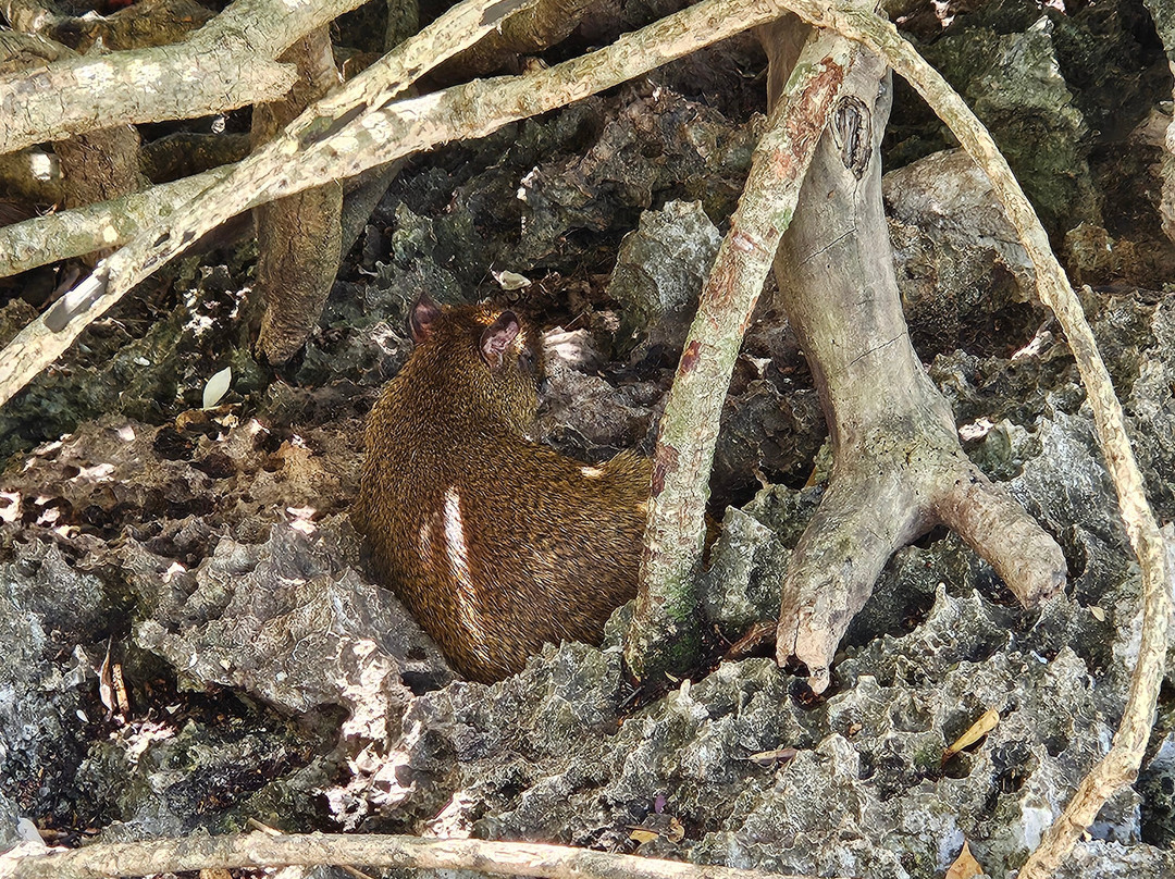 Cayman Parrot Sanctuary-East End必去景点