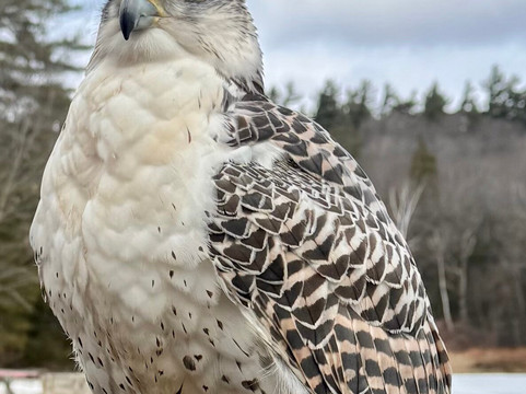 Monadnock Falconry-Temple必去景点
