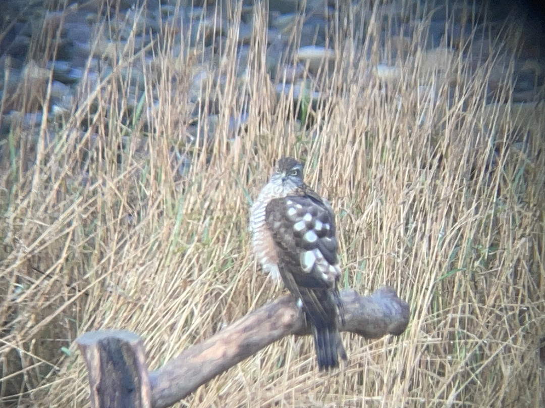 Montrose Basin Visitor Centre, Scottish Wildlife Trust-Montrose必去景点