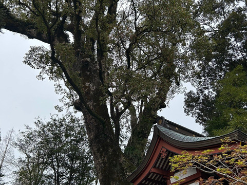 Kagoshima Jingu Shrine-雾岛市必去景点