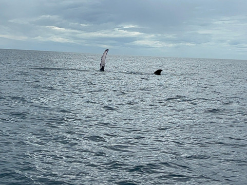 Maui Snorkeling-玛阿拉也亚必去景点